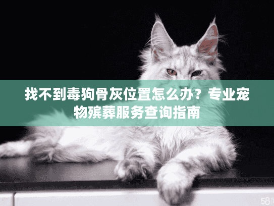 找不到毒狗骨灰位置怎么办？专业宠物殡葬服务查询指南