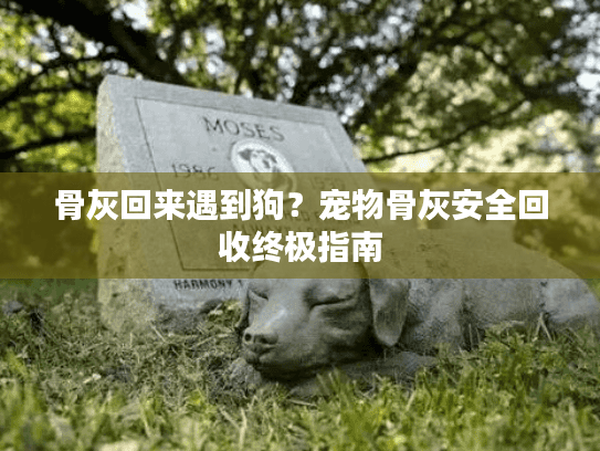骨灰回来遇到狗？宠物骨灰安全回收终极指南