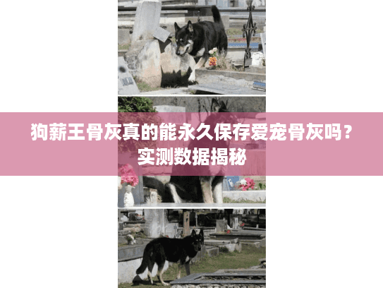 狗薪王骨灰真的能永久保存爱宠骨灰吗?实测数据揭秘 狗薪王骨灰真的能永久保存爱宠骨灰吗?实测数据揭秘
