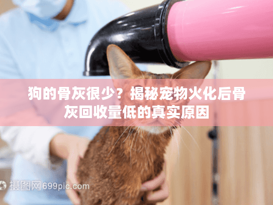 狗的骨灰很少？揭秘宠物火化后骨灰回收量低的真实原因