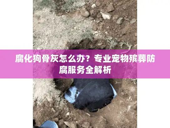 腐化狗骨灰怎么办？专业宠物殡葬防腐服务全解析