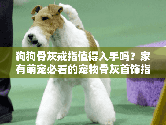 狗狗骨灰戒指值得入手吗？家有萌宠必看的宠物骨灰首饰指南