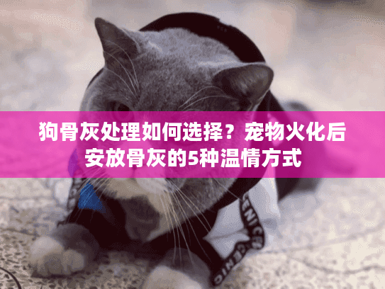 狗骨灰处理如何选择？宠物火化后安放骨灰的5种温情方式