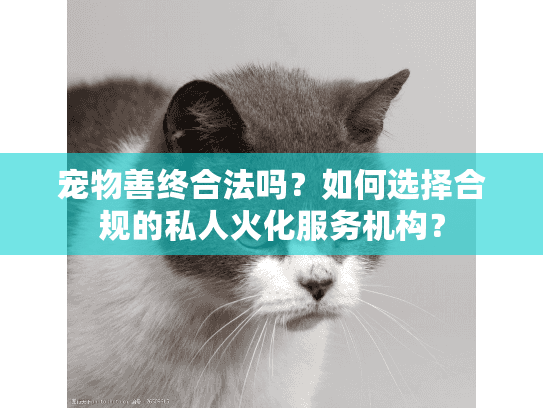 宠物善终合法吗？如何选择合规的私人火化服务机构？