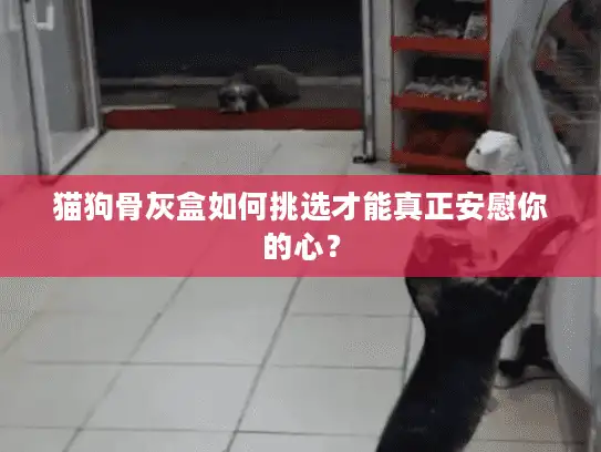 猫狗骨灰盒如何挑选才能真正安慰你的心? 猫狗骨灰盒如何挑选才能真正安慰你的心?