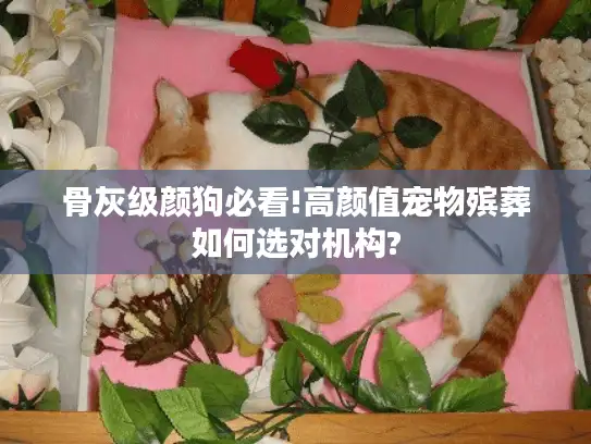骨灰级颜狗必看!高颜值宠物殡葬如何选对机构?