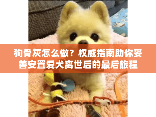 狗骨灰怎么做？权威指南助你妥善安置爱犬离世后的最后旅程