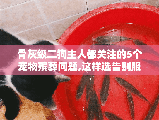 骨灰级二狗主人都关注的5个宠物殡葬问题,这样选告别服务才不后悔 骨灰级二狗主人都关注的5个宠物殡葬问题,这样选告别服务才不后悔