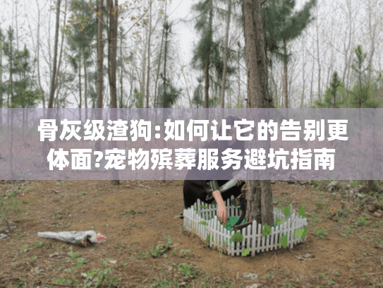 骨灰级渣狗:如何让它的告别更体面?宠物殡葬服务避坑指南