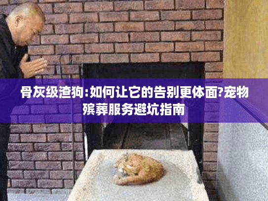 骨灰级渣狗:如何让它的告别更体面?宠物殡葬服务避坑指南