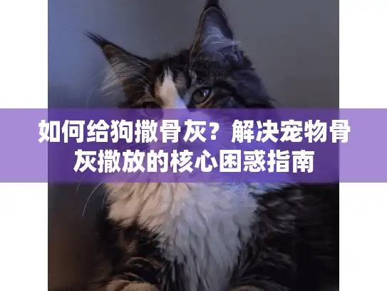 如何给狗撒骨灰？解决宠物骨灰撒放的核心困惑指南