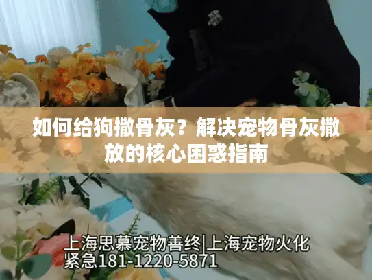 如何给狗撒骨灰？解决宠物骨灰撒放的核心困惑指南