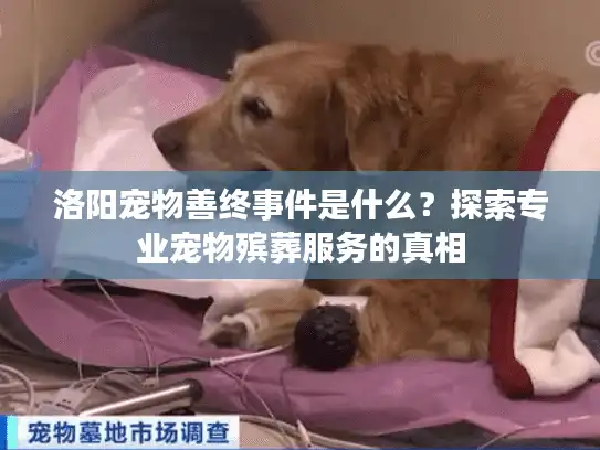 洛阳宠物善终事件是什么?探索专业宠物殡葬服务的真相 洛阳宠物善终事件是什么?探索专业宠物殡葬服务的真相