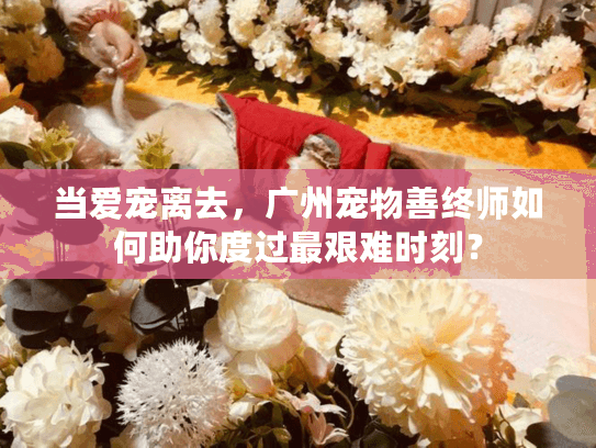 当爱宠离去，广州宠物善终师如何助你度过最艰难时刻？