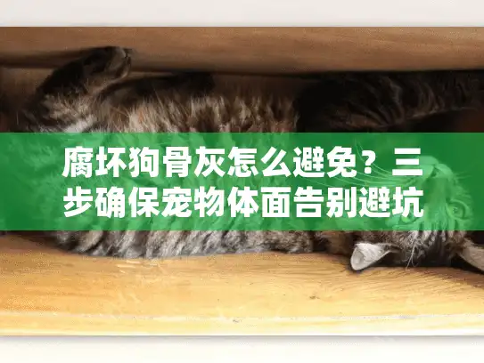腐坏狗骨灰怎么避免？三步确保宠物体面告别避坑指南