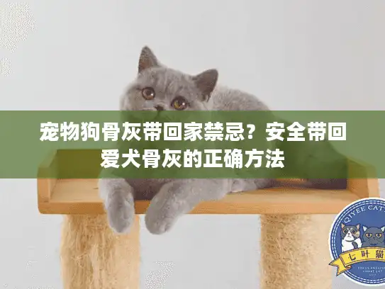 宠物狗骨灰带回家禁忌?安全带回爱犬骨灰的正确方法 宠物狗骨灰带回家禁忌?安全带回爱犬骨灰的正确方法