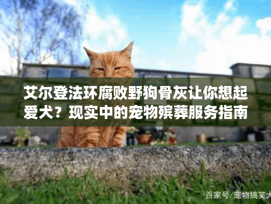 艾尔登法环腐败野狗骨灰让你想起爱犬?现实中的宠物殡葬服务指南 艾尔登法环腐败野狗骨灰让你想起爱犬?现实中的宠物殡葬服务指南