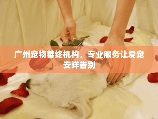 广州宠物善终机构,专业服务让爱宠安详告别 广州宠物善终机构,专业服务让爱宠安详告别