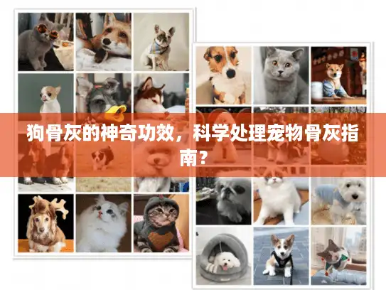狗骨灰的神奇功效,科学处理宠物骨灰指南? 狗骨灰的神奇功效,科学处理宠物骨灰指南?