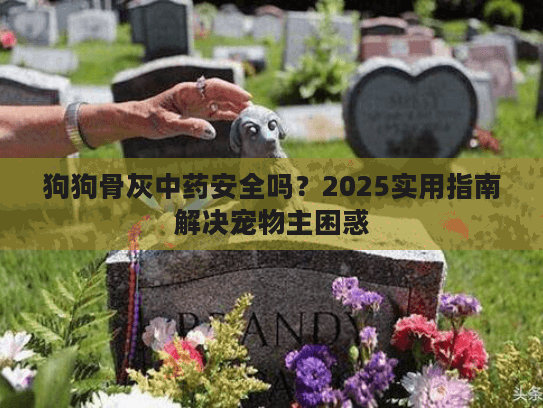 狗狗骨灰中药安全吗？2025实用指南解决宠物主困惑