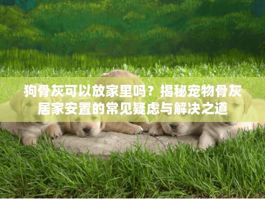 狗骨灰可以放家里吗?揭秘宠物骨灰居家安置的常见疑虑与解决之道 狗骨灰可以放家里吗?揭秘宠物骨灰居家安置的常见疑虑与解决之道