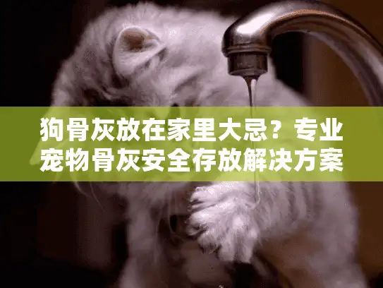 狗骨灰放在家里大忌？专业宠物骨灰安全存放解决方案