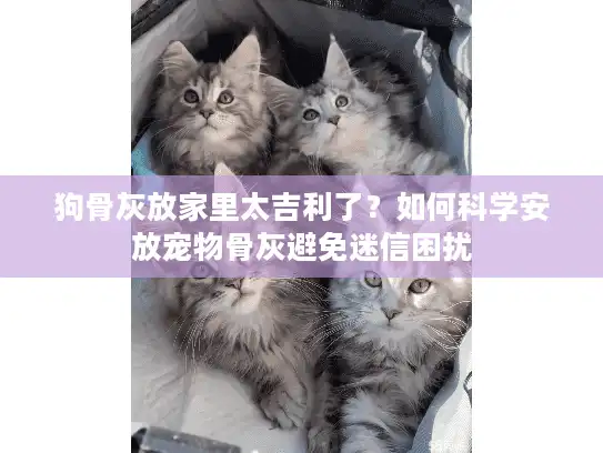 狗骨灰放家里太吉利了？如何科学安放宠物骨灰避免迷信困扰