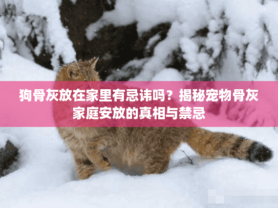 狗骨灰放在家里有忌讳吗？揭秘宠物骨灰家庭安放的真相与禁忌