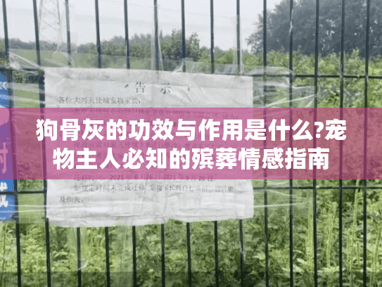 狗骨灰的功效与作用是什么?宠物主人必知的殡葬情感指南