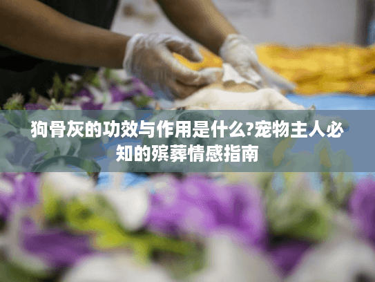 狗骨灰的功效与作用是什么?宠物主人必知的殡葬情感指南