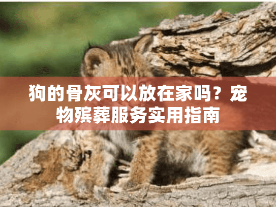狗的骨灰可以放在家吗？宠物殡葬服务实用指南
