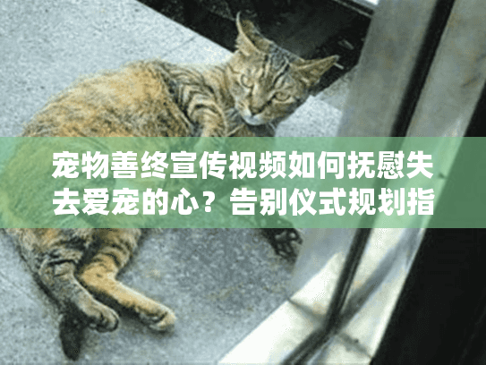 宠物善终宣传视频如何抚慰失去爱宠的心？告别仪式规划指南