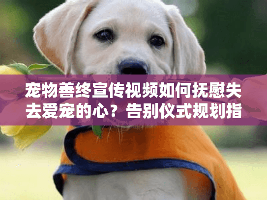 宠物善终宣传视频如何抚慰失去爱宠的心？告别仪式规划指南
