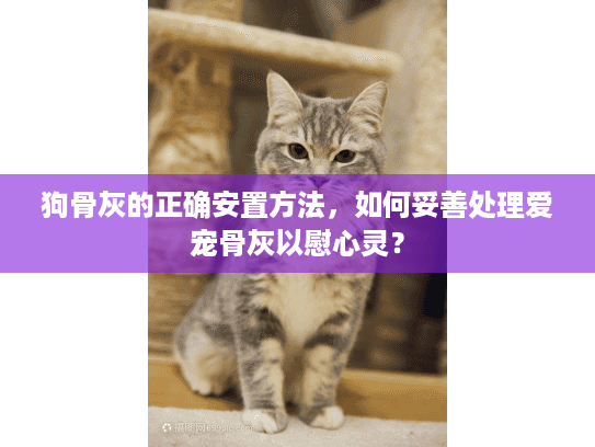 狗骨灰的正确安置方法，如何妥善处理爱宠骨灰以慰心灵？