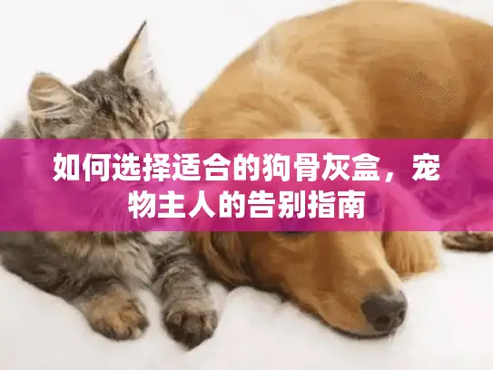 如何选择适合的狗骨灰盒，宠物主人的告别指南