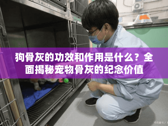 狗骨灰的功效和作用是什么？全面揭秘宠物骨灰的纪念价值