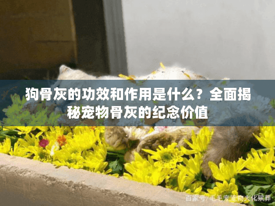 狗骨灰的功效和作用是什么？全面揭秘宠物骨灰的纪念价值