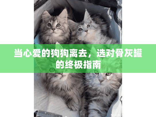 当心爱的狗狗离去，选对骨灰罐的终极指南