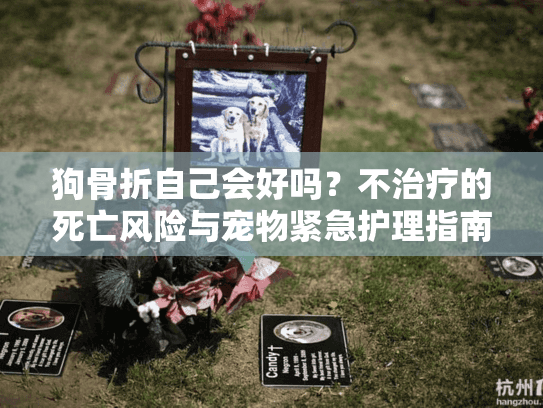 狗骨折自己会好吗？不治疗的死亡风险与宠物紧急护理指南