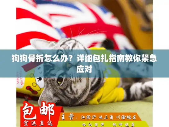 狗狗骨折怎么办？详细包扎指南教你紧急应对