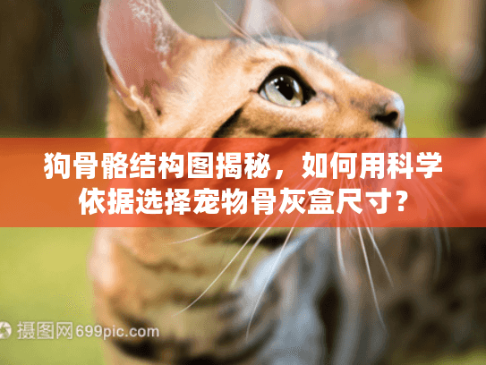 狗骨骼结构图揭秘，如何用科学依据选择宠物骨灰盒尺寸？