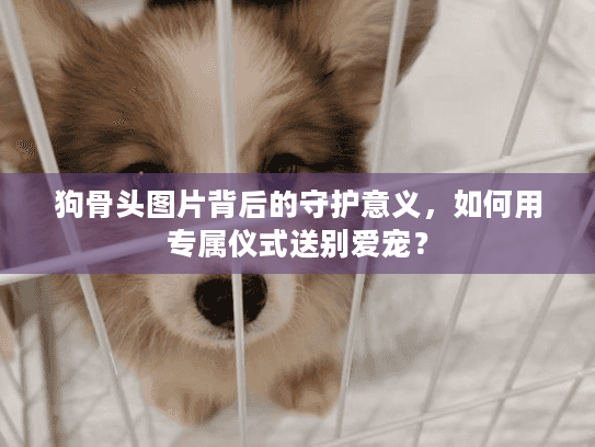 狗骨头图片背后的守护意义，如何用专属仪式送别爱宠？