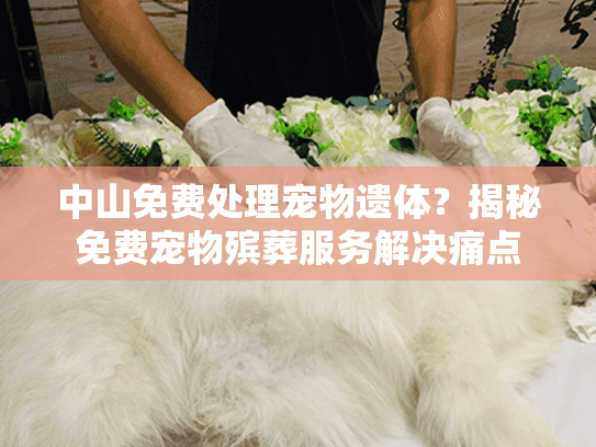 中山免费处理宠物遗体?揭秘免费宠物殡葬服务解决痛点 中山免费处理宠物遗体?揭秘免费宠物殡葬服务解决痛点
