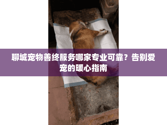 聊城宠物善终服务哪家专业可靠？告别爱宠的暖心指南