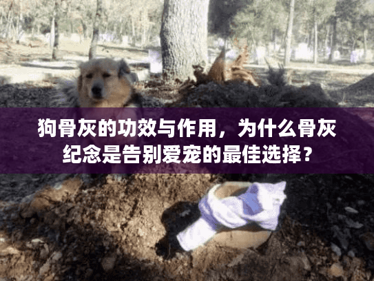 狗骨灰的功效与作用,为什么骨灰纪念是告别爱宠的最佳选择? 狗骨灰的功效与作用,为什么骨灰纪念是告别爱宠的最佳选择?