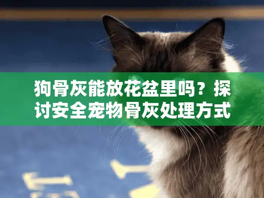 狗骨灰能放花盆里吗？探讨安全宠物骨灰处理方式