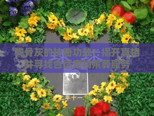 狗骨灰的神奇功效？揭开真相并寻找合适宠物殡葬服务