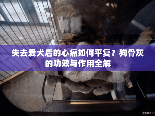 失去爱犬后的心痛如何平复？狗骨灰的功效与作用全解