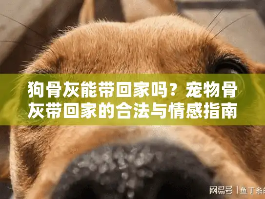 狗骨灰能带回家吗？宠物骨灰带回家的合法与情感指南