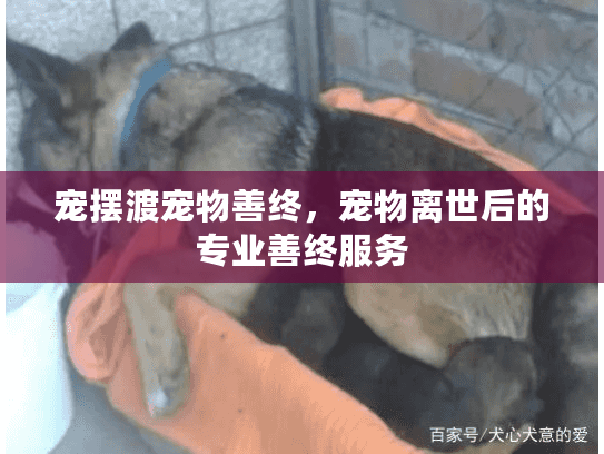 宠摆渡宠物善终，宠物离世后的专业善终服务
